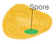 image:2-1-1.gif