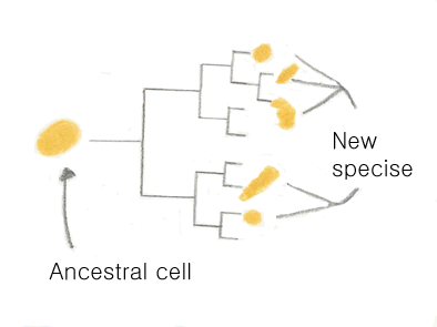image:6.evolution.gif