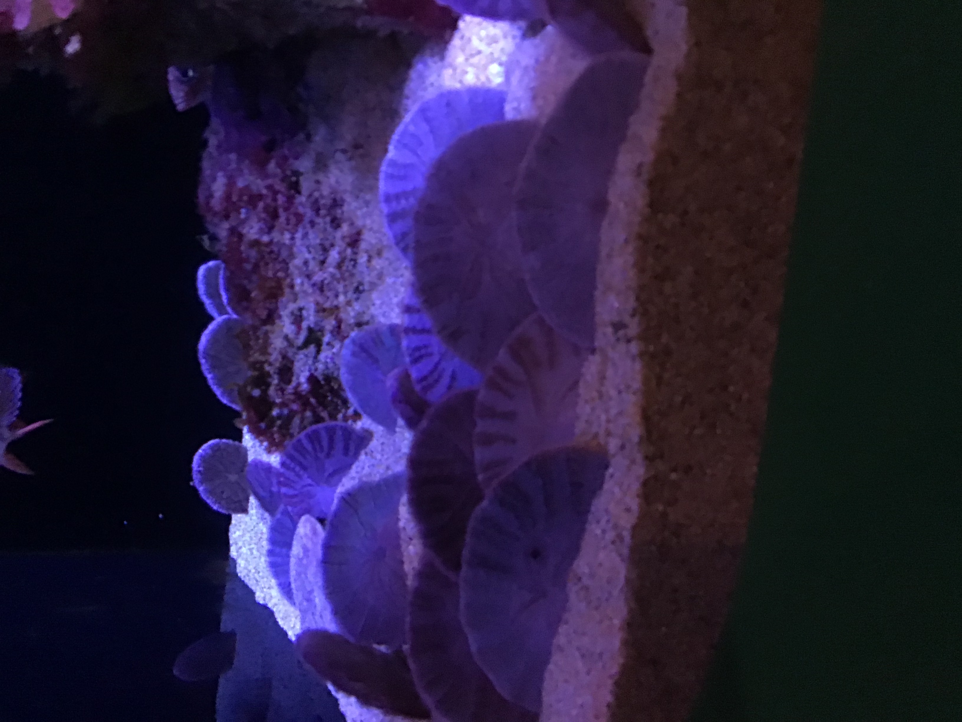 Dendraster_excentricus.jpeg