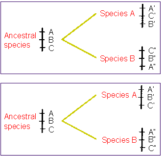 Synteny_and_collinearity.PNG