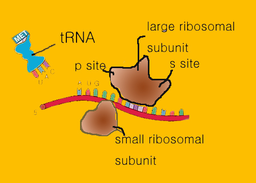 Trna_.jpg