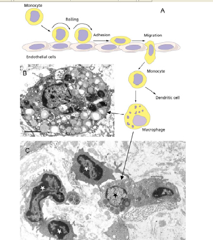 Mechanism2.jpg