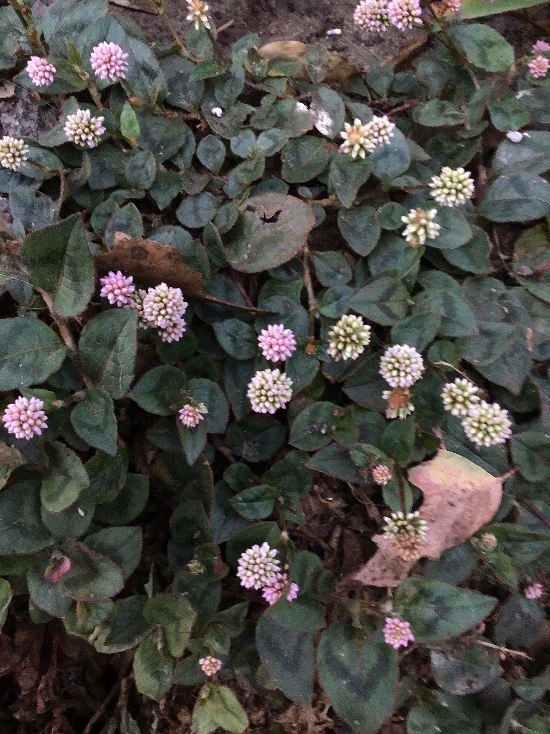 Persicaria_capitata.jpeg